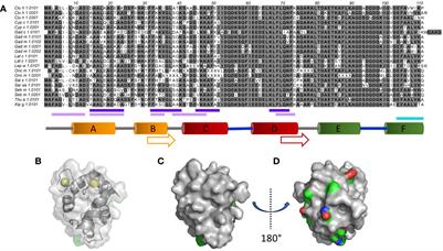 Linear epitopes of bony fish β-parvalbumins